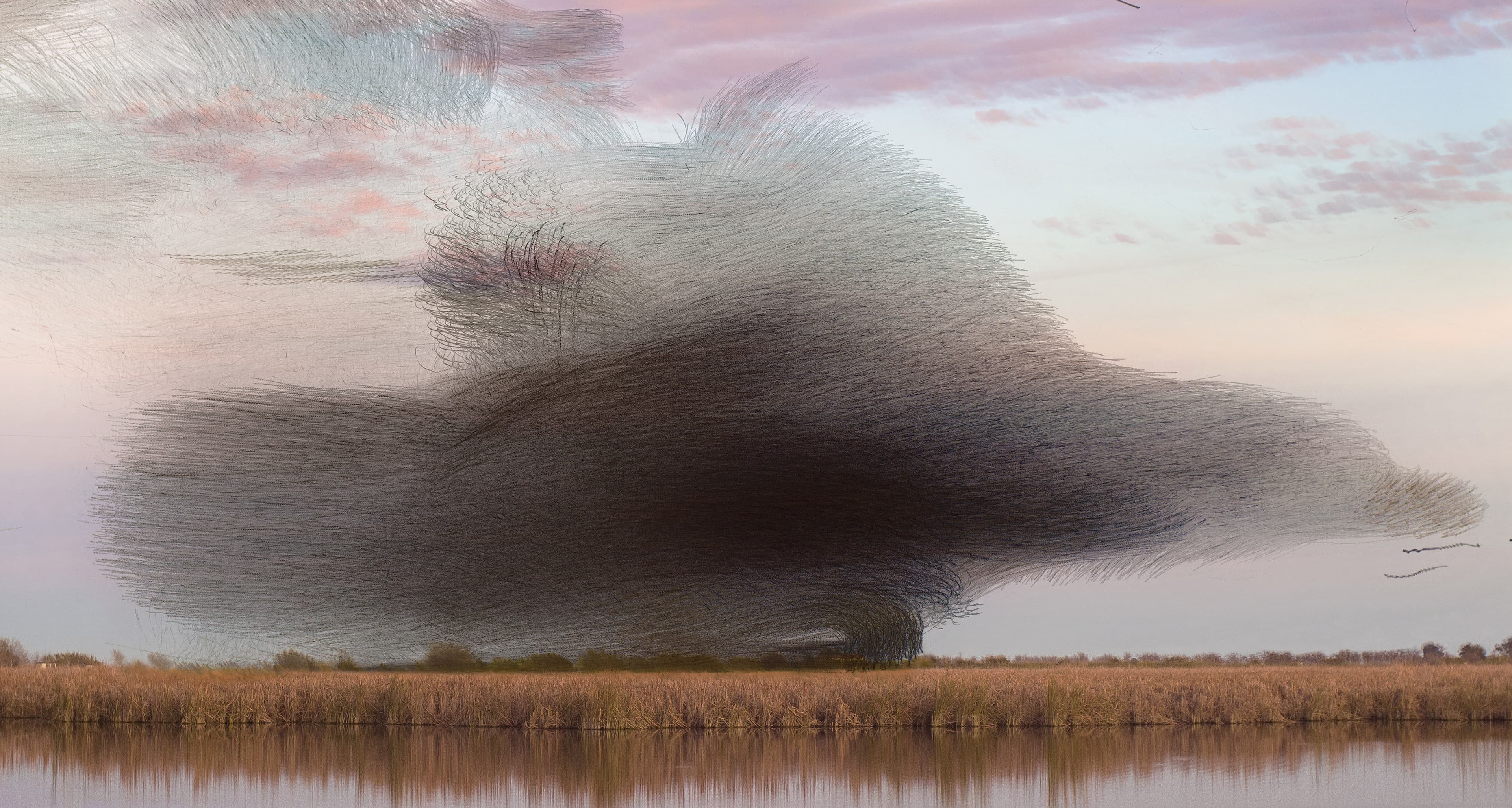 Xavi Bou - Ornitographies